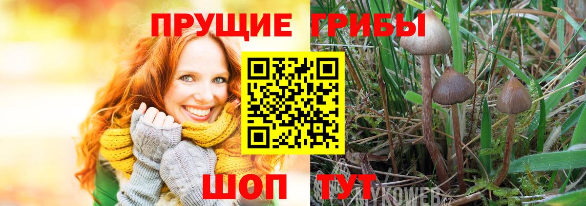 Галлюциногенные грибы Psilocybe  Вход с VPN  наркота  Асино 